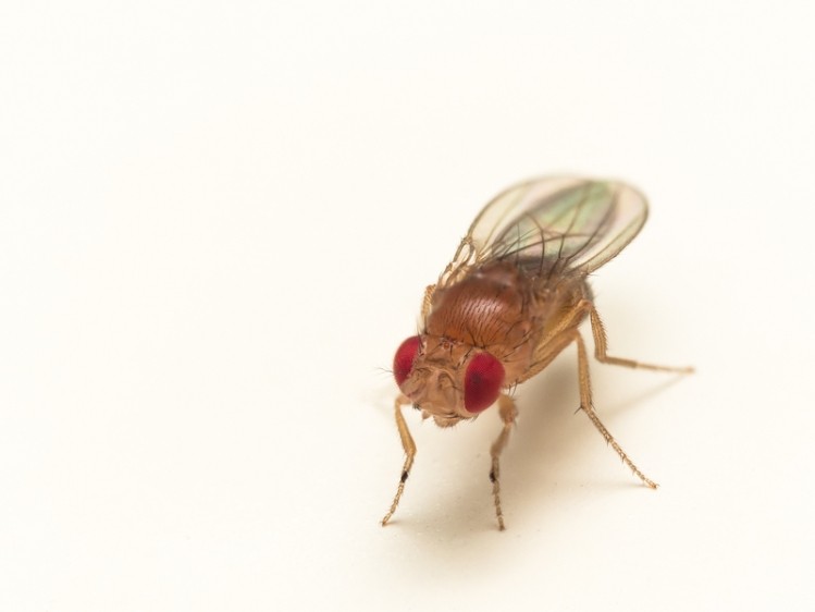 Flies genetically modified to develop Alzheimer's or Parkinson's showed reduced symptoms when fed botanical extracts. ©iStock/StevenEllingson